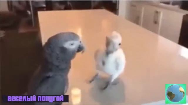 Песня Веселый попугай и захватывающий танец попугая