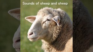 Звук барана