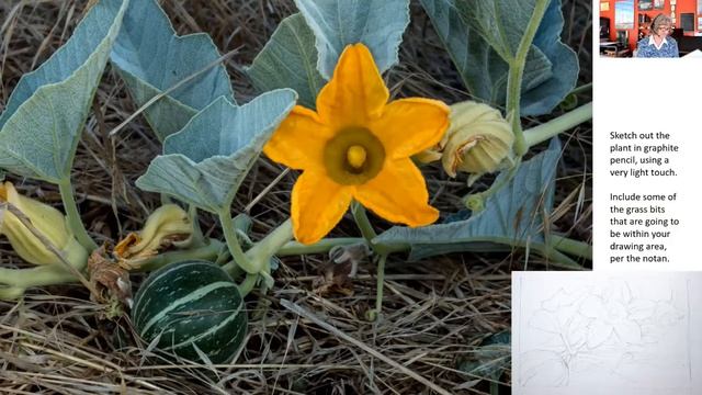 Colored Pencils: Drawing Plants and Fruit II - Elizabeth R. Whelan - artist смотреть онлайн