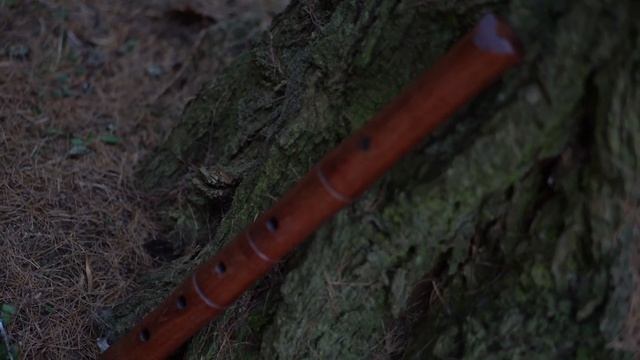 Лес, сякухати, капли дождя смотреть онлайн