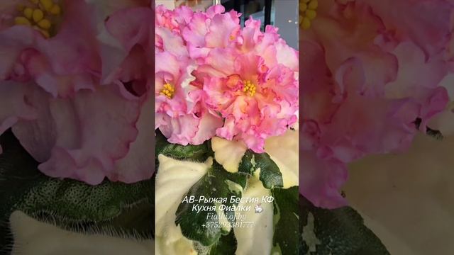 АВ-Рыжая Бестия КФ с пестрой розеточкой и спорт АВ-Цветочные Лабиринты - С Самый Лучший День.