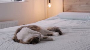 Звук мурчания кошки, мурлыканье кошки. Музыка для сна. Умиротворенный кот. Лечебное мурчание. Релак