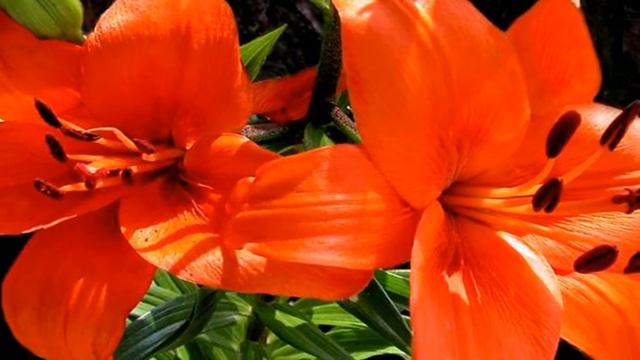 R E D -  L I L I E S смотреть онлайн