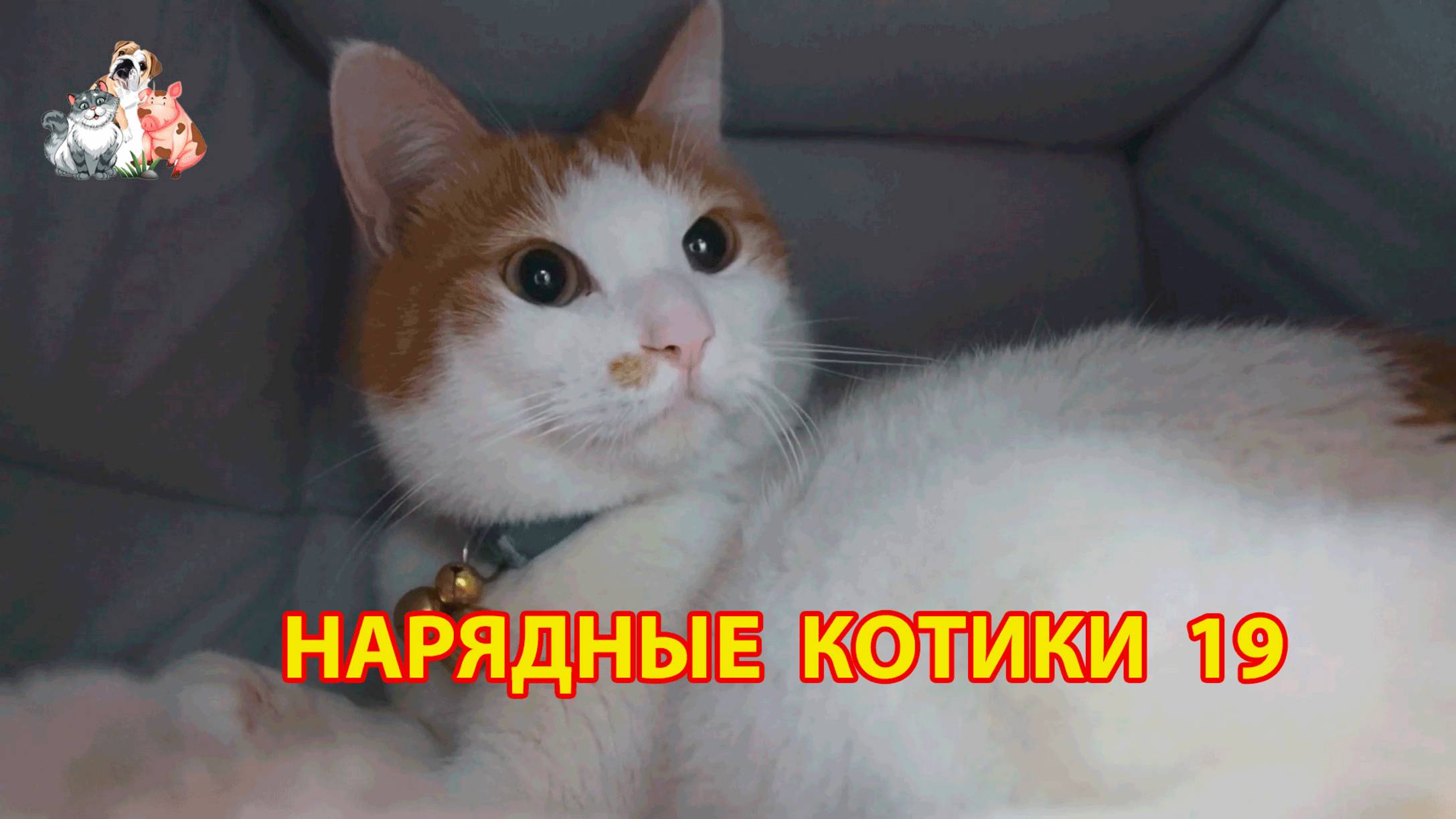 Нарядные Котики расслабляются на солнышке   19