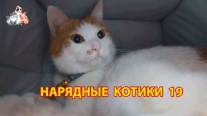 Нарядные Котики расслабляются на солнышке 🌞 🐈🐈⬛🐈 (19)