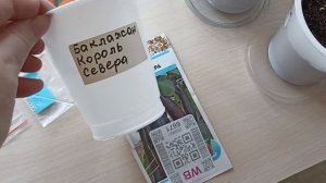 25.02. Как взошли мои перцы посеянные 19.02. 25г.