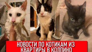 Новости по котам из Колпино из ужасной квартиры. Вчера уехал домой один. Итого 30 уже уехали