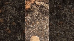 Павловния имеет мощную корневую систему