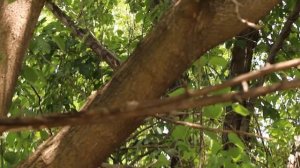 Пение черноголовой славки