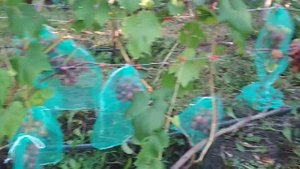 Виноград Адреналин