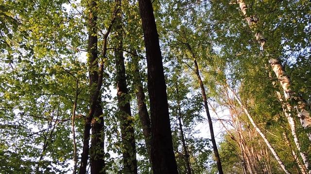 пение соловьев смотреть онлайн