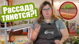 Рассада стала тонкой! Спасите растения от вытягивания!