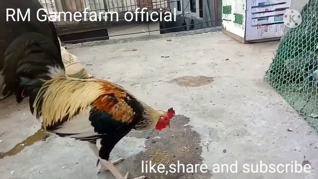 Broodcock 1x winner (from Jade red GF)ni Boss Arman Santos😃😃😃 смотреть онлайн