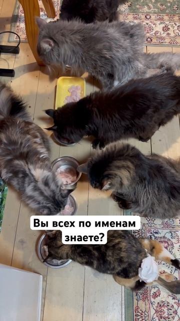 Всех знаете или нет? Это мои личные, спасенные. #домашниеживотные #кошки #мейнкуны смотреть онлайн