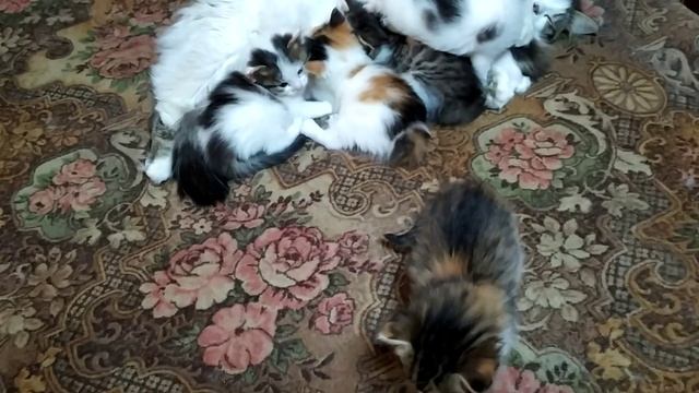 Месячные котята.