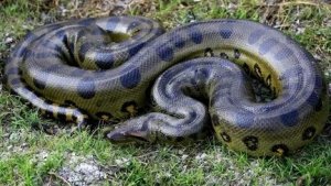 самая длинная змея живушия сейчас