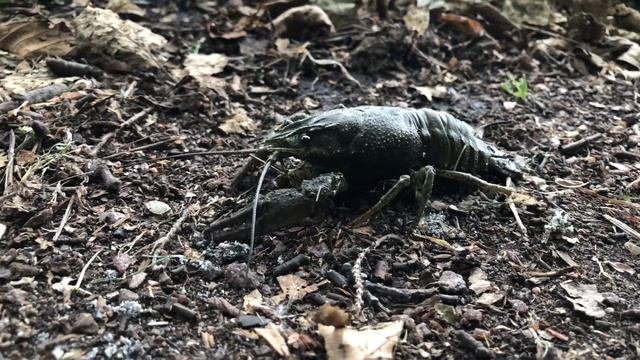 Поющий рак 🦞 4K