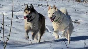 В солнечный день