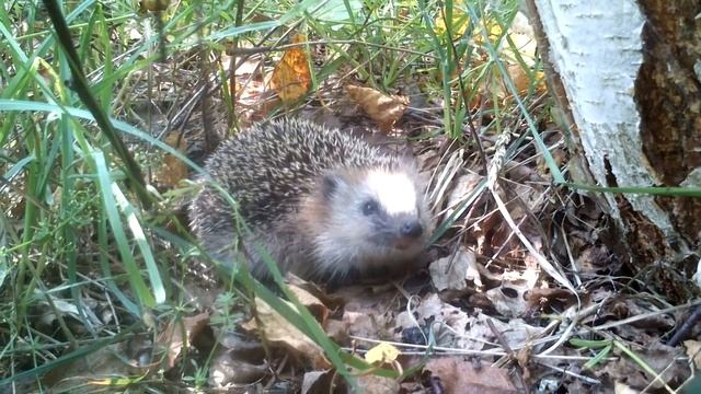 Ёж в лесу смотреть онлайн