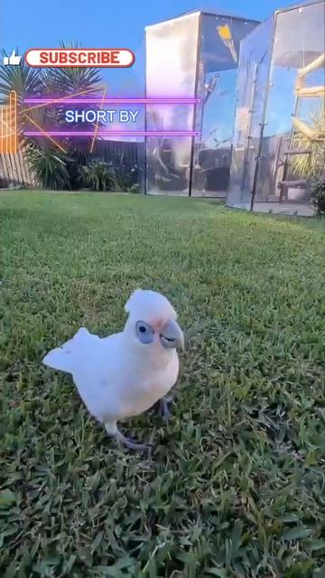 funny cockatoo video cockatoo parrots sounds #cockatooparrots #funnycockatoo смотреть онлайн