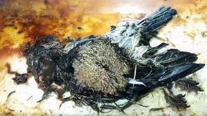 Dead Pigeon Bird Time-lapse