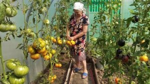 Теплица томаты 2024