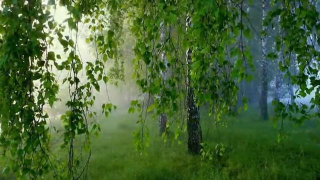 Лесные Звуки 1 смотреть онлайн