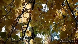 Золотая осень