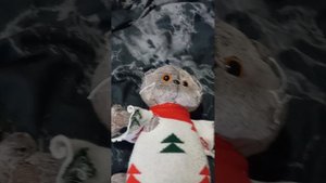 кот басик заболел