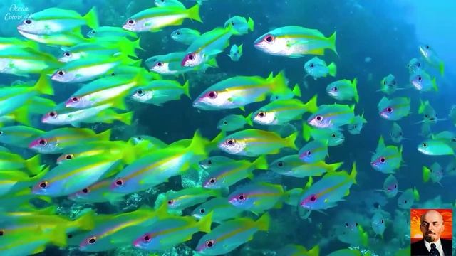 3 Расслабляющие океанские рыбки и релакс-музыка.