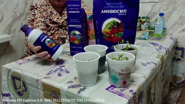 Рассаде обязательно нужна подкормка