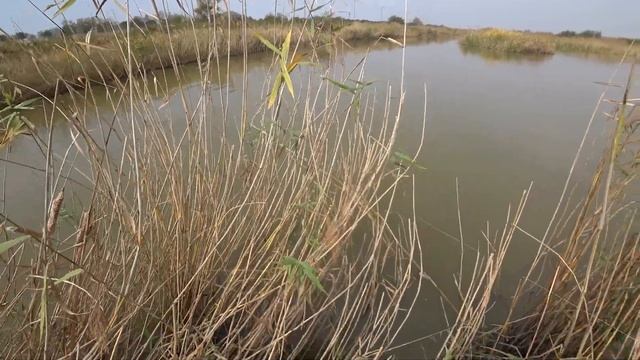 охота на пеленгаса смотреть онлайн