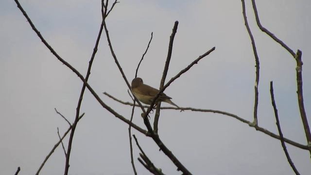 Бурая пеночка Phylloscopus fuscatus песня смотреть онлайн