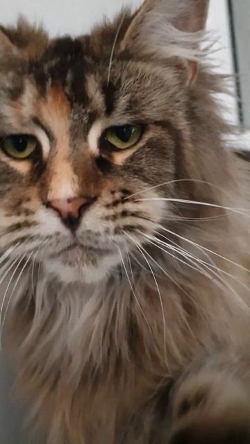 кошка мейн кун из питомника Страна Гулливеров gulliver-coon.ru