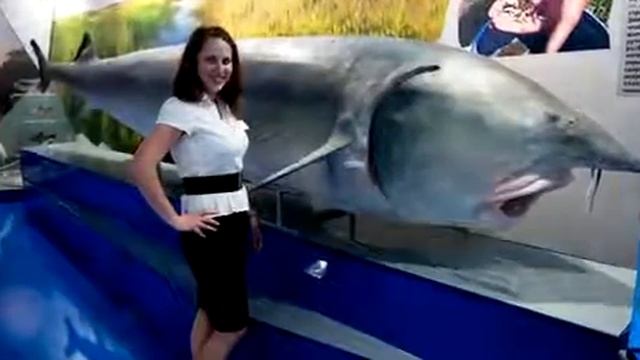 Осётр смотреть онлайн