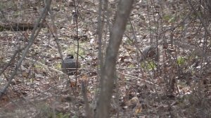 когда рябчик не идет на манок