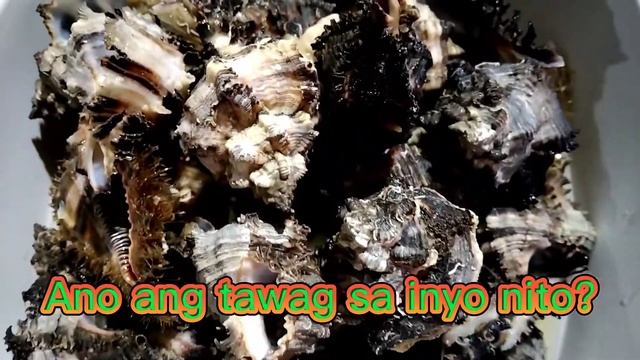 Murex Shell (in Ajuy we call this Pungsud) смотреть онлайн