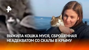 Хорошая новость: выжила кошка Муся, выброшенная неадекватом со скалы в Крыму