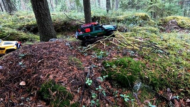 Forest Trophy | Неспешное трофи по лесу