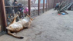 Лев Шерхан и кошка Белка привлекают к себе внимание разными способами. Часть 2.