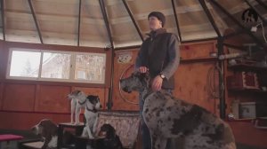 Дрессировщик Юлий Якубовский и его собаки