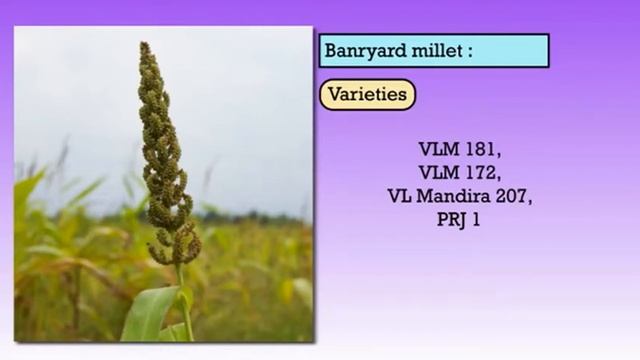 FIELD CROPS MINOR MILLET смотреть онлайн
