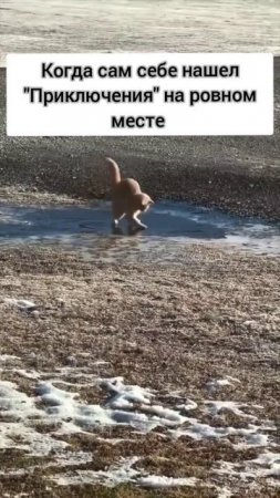 эти забавные котики #лед