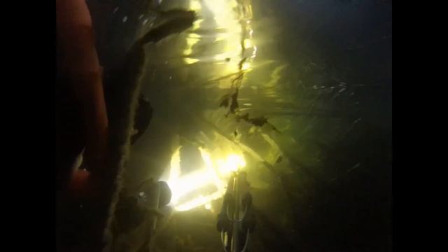 охота в камышах. четыре линя и две щючки смотреть онлайн