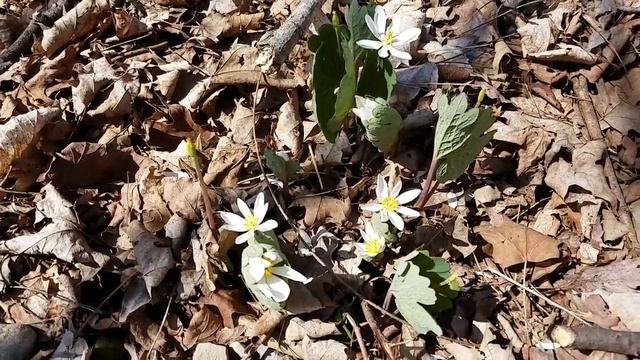 Bloodroot and Leaf Litter - Essential Ingredients... смотреть онлайн