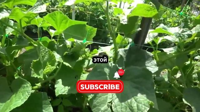 ЖАЛЕЮ, что РАНЬШЕ ТАК НЕ САЖАЛ Огурцы Теперь Огурцы ТОЛЬКО ТАК! Рассада огурцов. смотреть онлайн