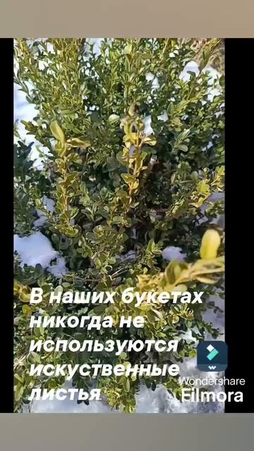 Клиенты интересуются а откуда зимой у Вас в букетах живые листья? 
Уже неоднократно показывала шика