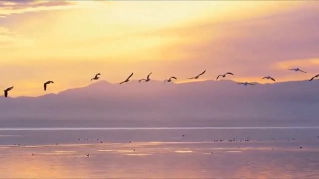 КРАСОТА ПОЛЁТА. Музыка и исполнение Заури Оспановой. смотреть онлайн