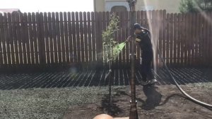 Посев газона в Южных Озёрах, Чеховский район, Московская область - гидропосев газона результат
