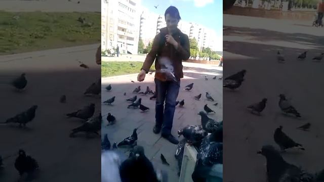 Голуби атакуют смотреть онлайн